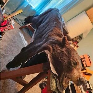 American Black Bear Skin Rug for Home Decor